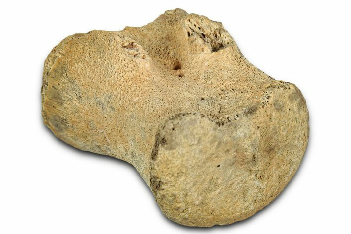 Fossil Triceratops Caudal Vertebra Centrum - Montana #352038